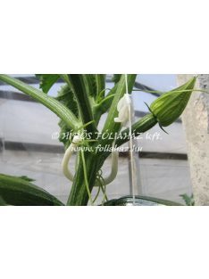 ZUCCHINI HOOK 3000 qt/box