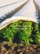 AGRO-NONWOVEN FABRIC 6.40m WIDTH x250m LONG, 19 gr/m2