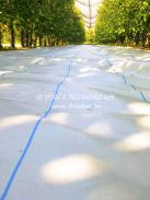 WHITE MULCHING FABRIC, 2.07m WIDE, 50m LENGHT